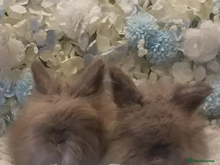 Angora rabbits 2 Beautiful Full faced Angoras Boys - Advert 1