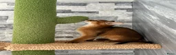 Abyssinian cats for sale: Last 2 boys ready to go!!! - Advert 3