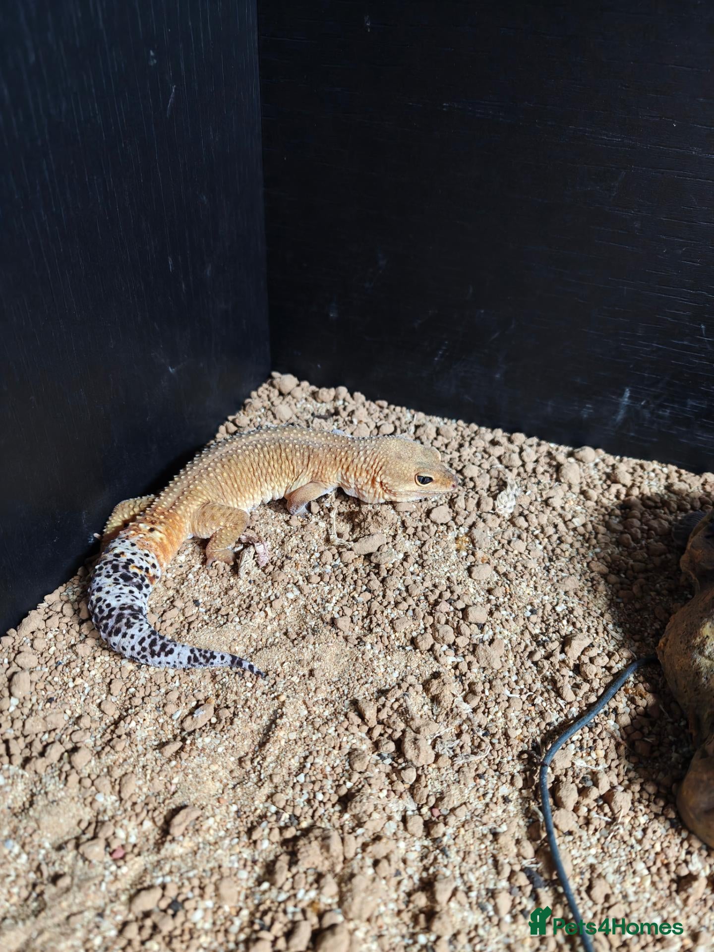 Leopard Gecko reptiles Leopard gecko  - Advert 1