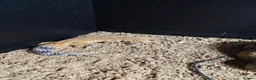 Leopard Gecko reptiles for sale: Leopard gecko  in Redcar - Advert 1