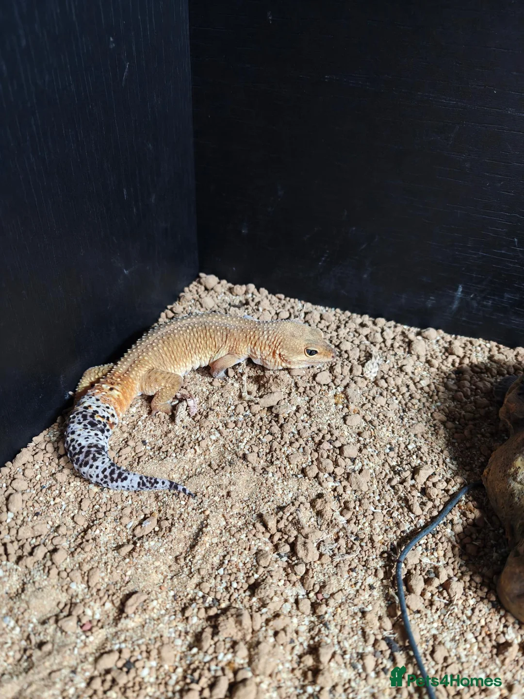 Leopard Gecko reptiles for sale: Leopard gecko  in Redcar - Advert 1