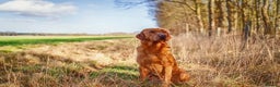 Labrador Retriever dogs for sale: Beautiful Fox Red Lab Bitch  - Advert 8