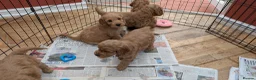 Cockapoo dogs for sale: DNA Clear F1 Red Toy Cockapoo Puppies  - Advert 16