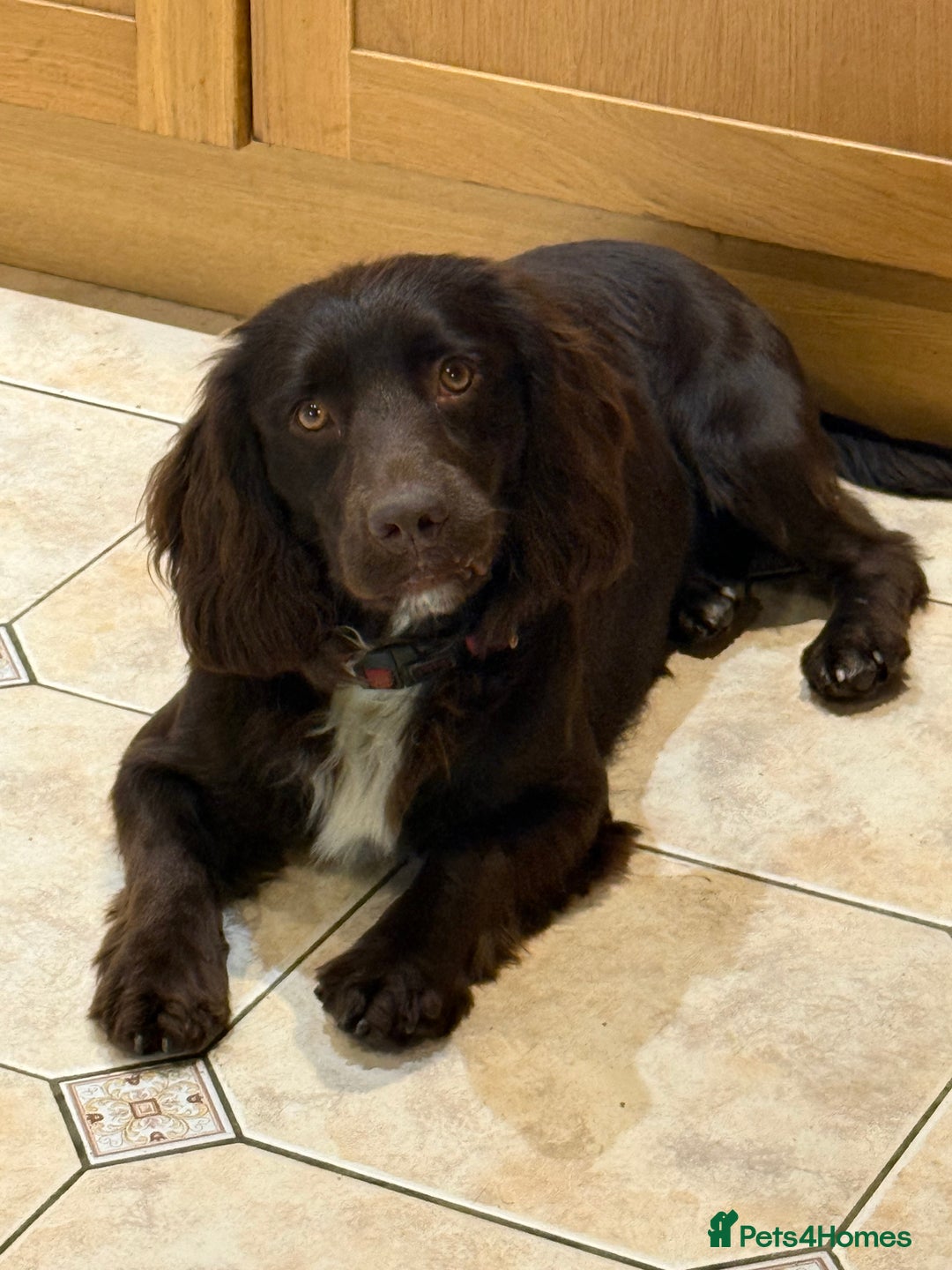 Cocker Spaniel dogs for sale: Gorgeous male spaniel for sale in Rochester - Image 2