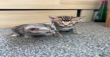 Bengal cats - Advert 5