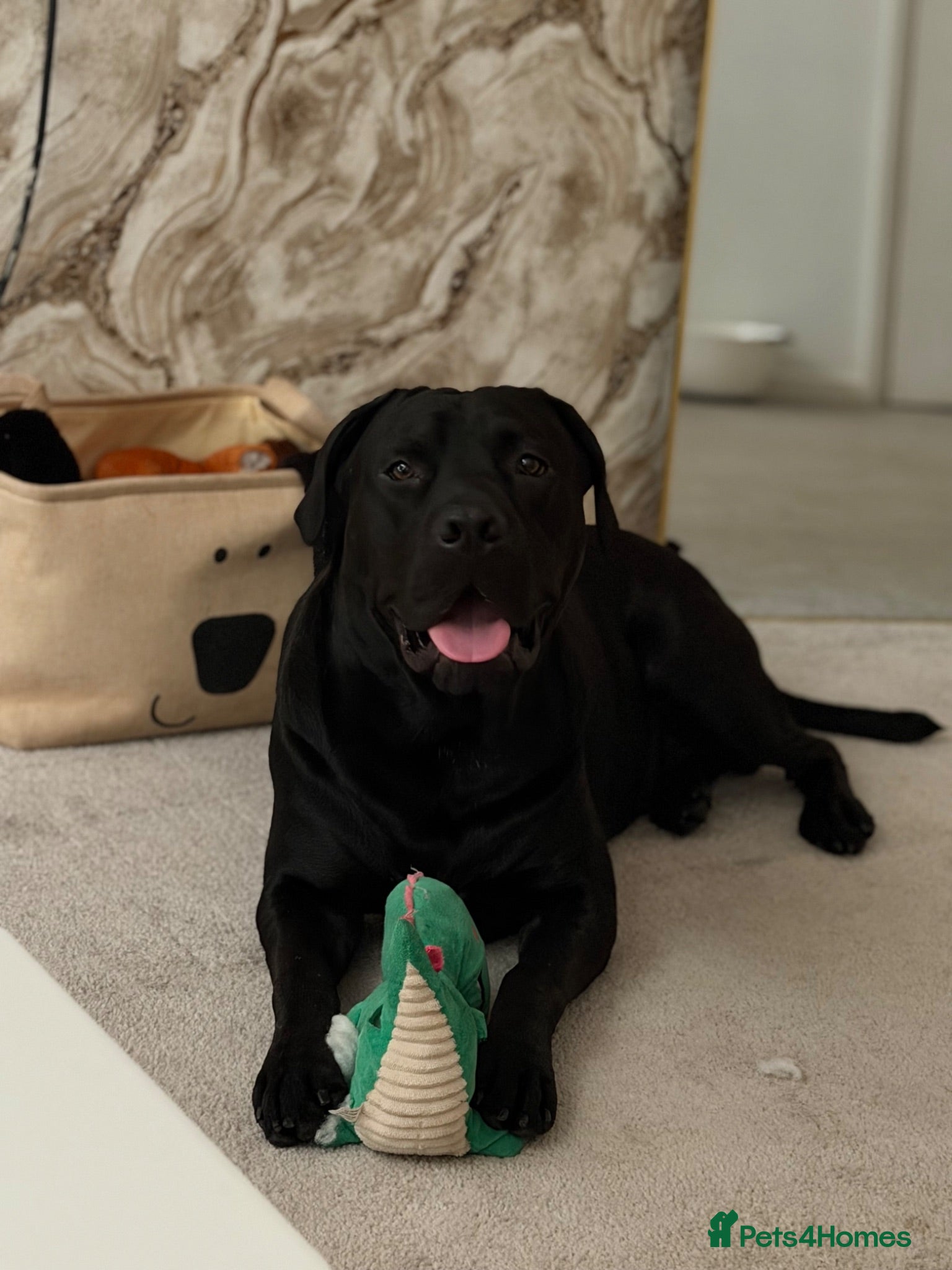 Mixed Breed dogs 14 Month Presador - Advert 8