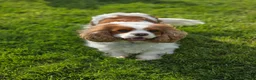 Cavalier King Charles Spaniel dogs for sale: KC Registered Cavalier King Charles Puppies - Advert 20