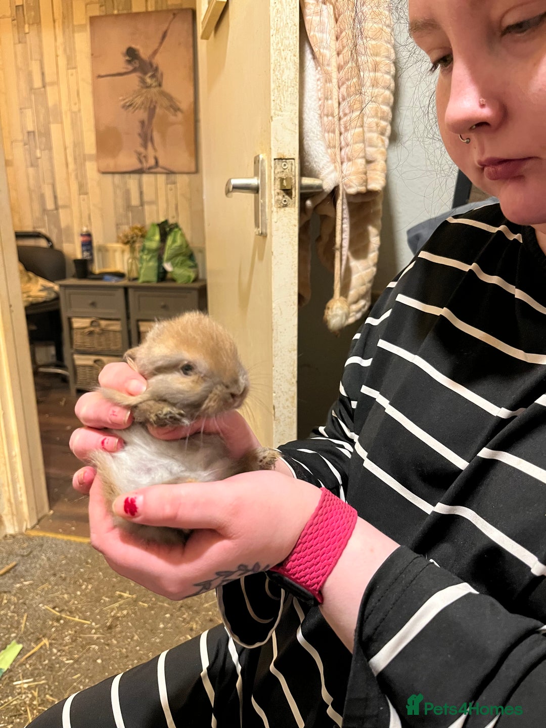 Netherland Dwarf rabbits for sale: Netherland Dwarf / Minilop  - Advert 2