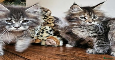 Maine Coon cats - Advert 2
