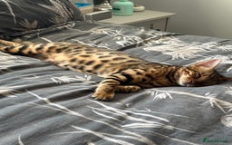 Bengal cats for sale: Two pure Bengals  - Image 3