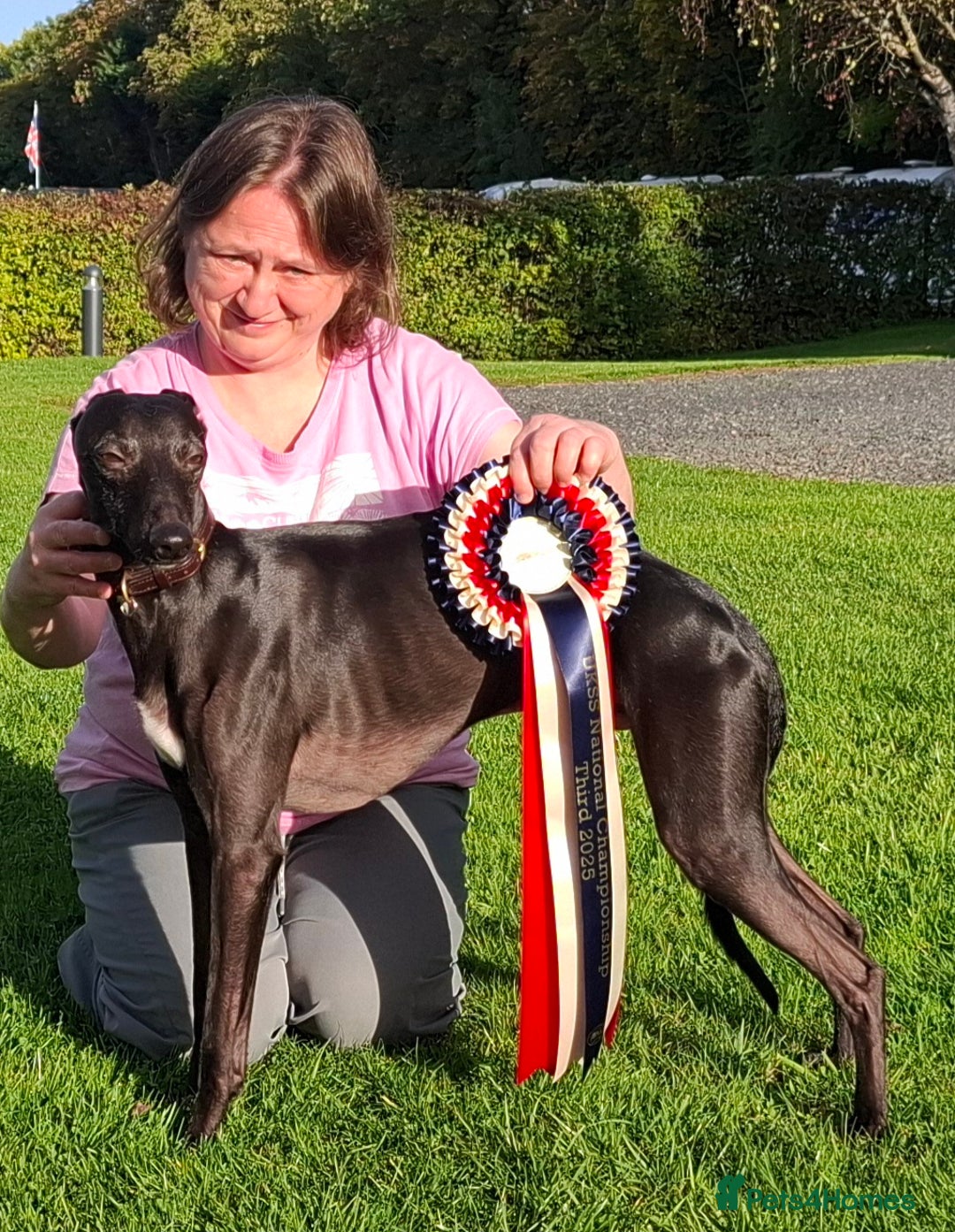 Whippet dogs for stud: Eidynrock Sangoma with Silkspun ,Sportingbred.X in Glasgow - Image 35