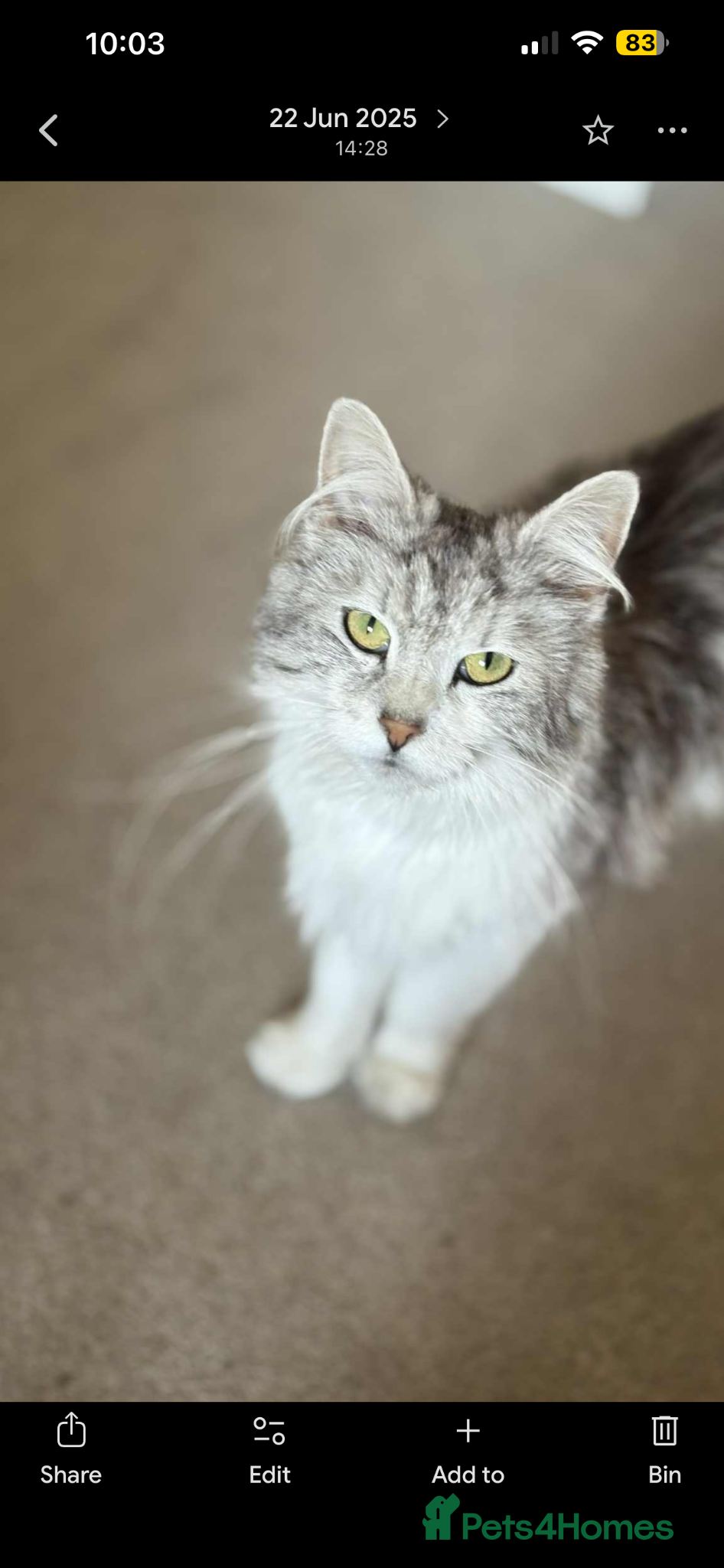Mixed Breed cats for sale: Norwegian Forest x kittens - Advert 1