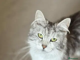 Mixed Breed cats Norwegian Forest x kittens - Advert 2