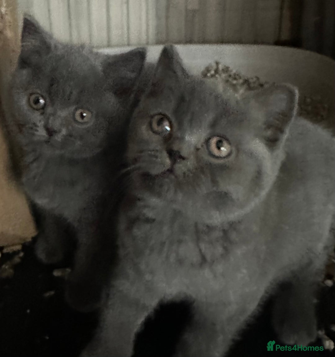 British Shorthair cats for sale: British Shorthair Blues - Advert 2