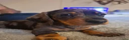Dachshund dogs for sale: 3 beauifil dachshund puppys  - Advert 15