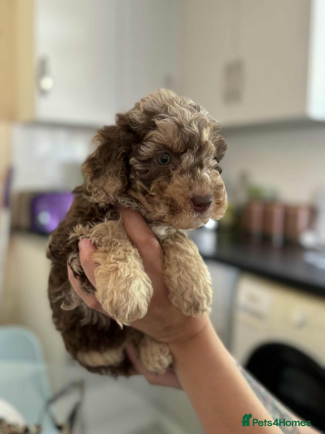 Sheepadoodle dogs for sale: F1b mini sheepadoodles - Image 40