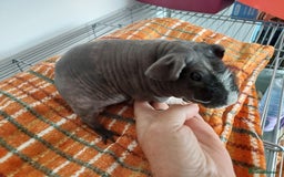 Guinea Pig rodents for sale: Skinny Pig Noars x 2 - Image 2