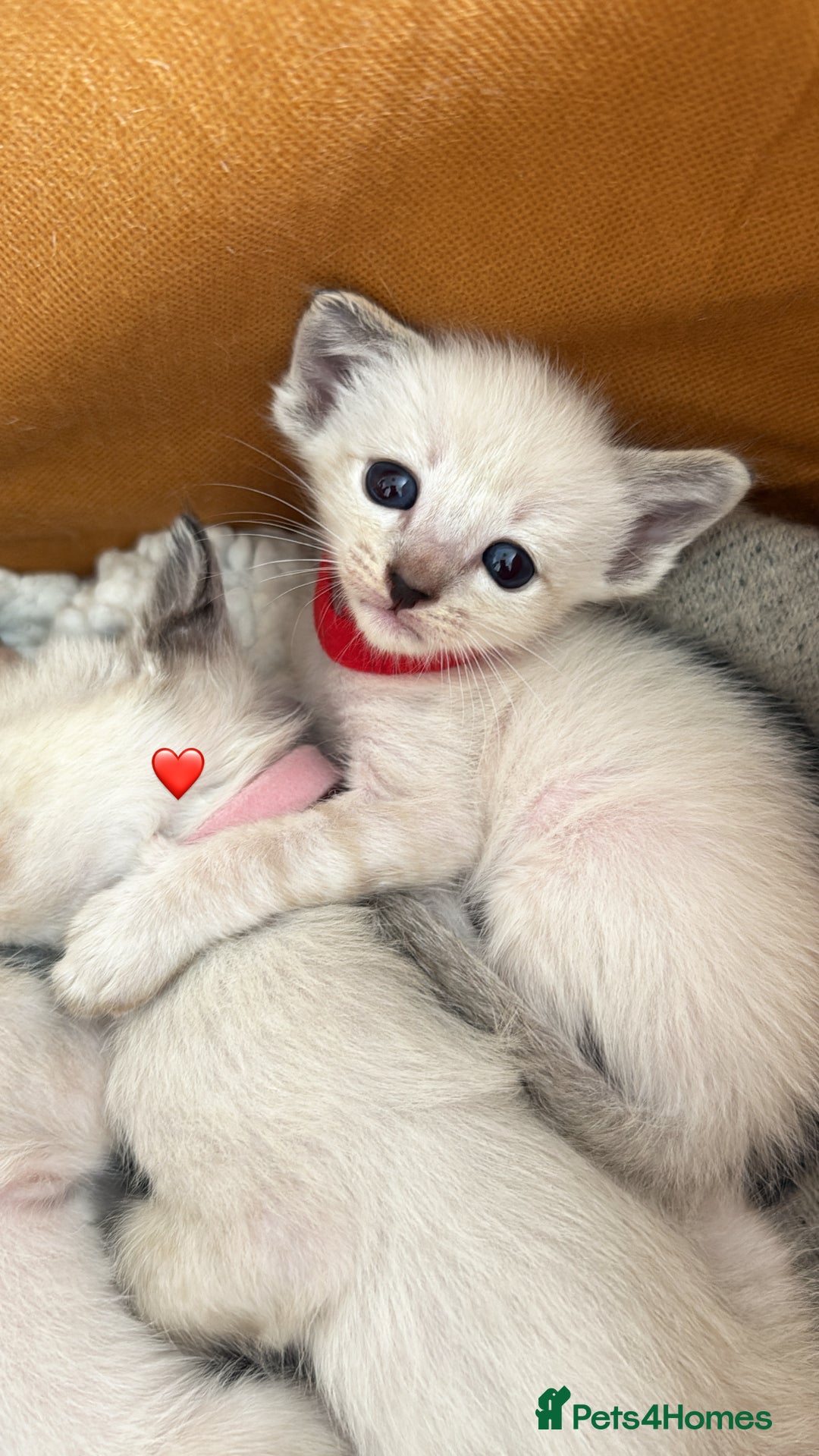 Ragdoll cats for sale: Ragdoll x Oriental kittens  - Image 4
