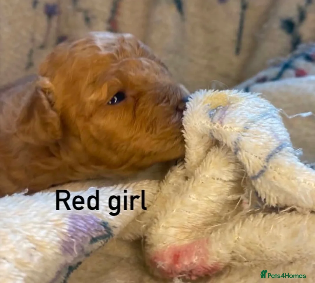 Toy Poodle dogs for sale: Stunning toy Poodles - Advert 2