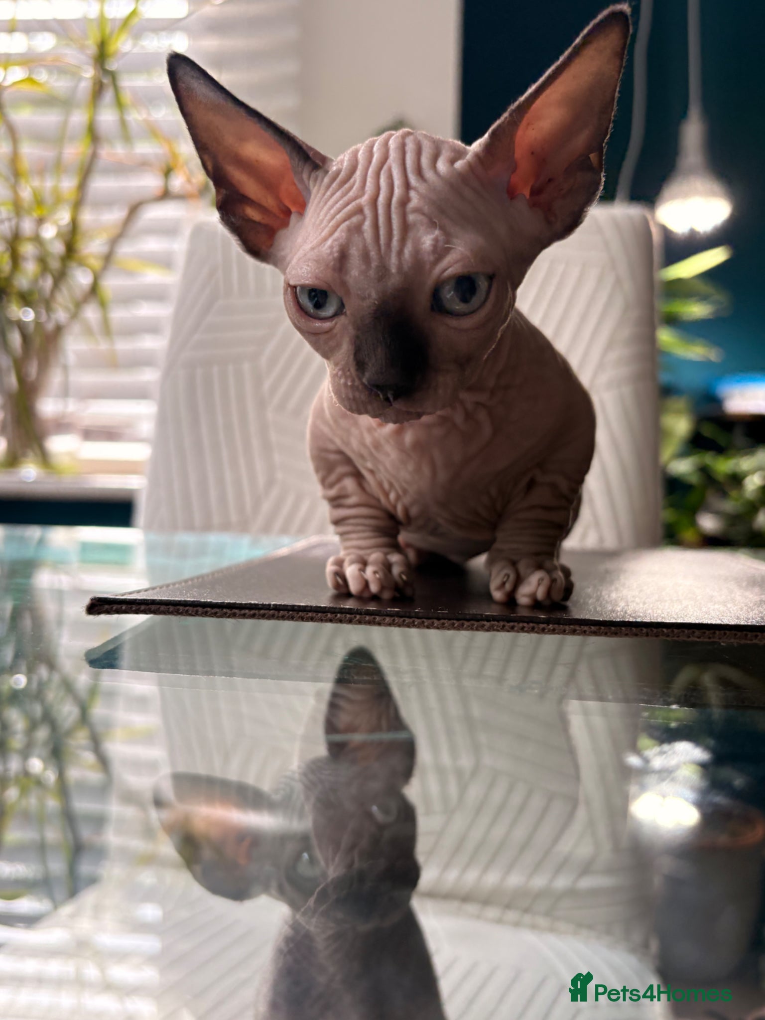 Sphynx cats for sale: Sphynx bambino kittens available 🐈‍⬛🐈 - Advert 21