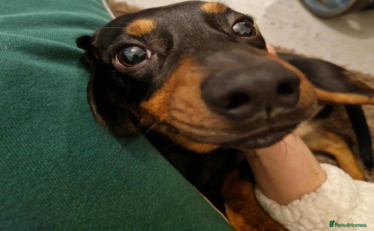 Chiweenie dogs - Advert 1