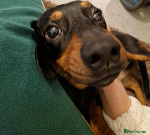 Chiweenie dogs - Advert 1