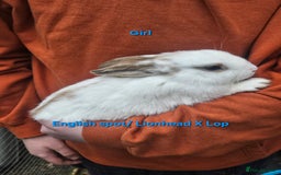 Rex rabbits for sale: Baby Bunny Rabbits  - Image 2