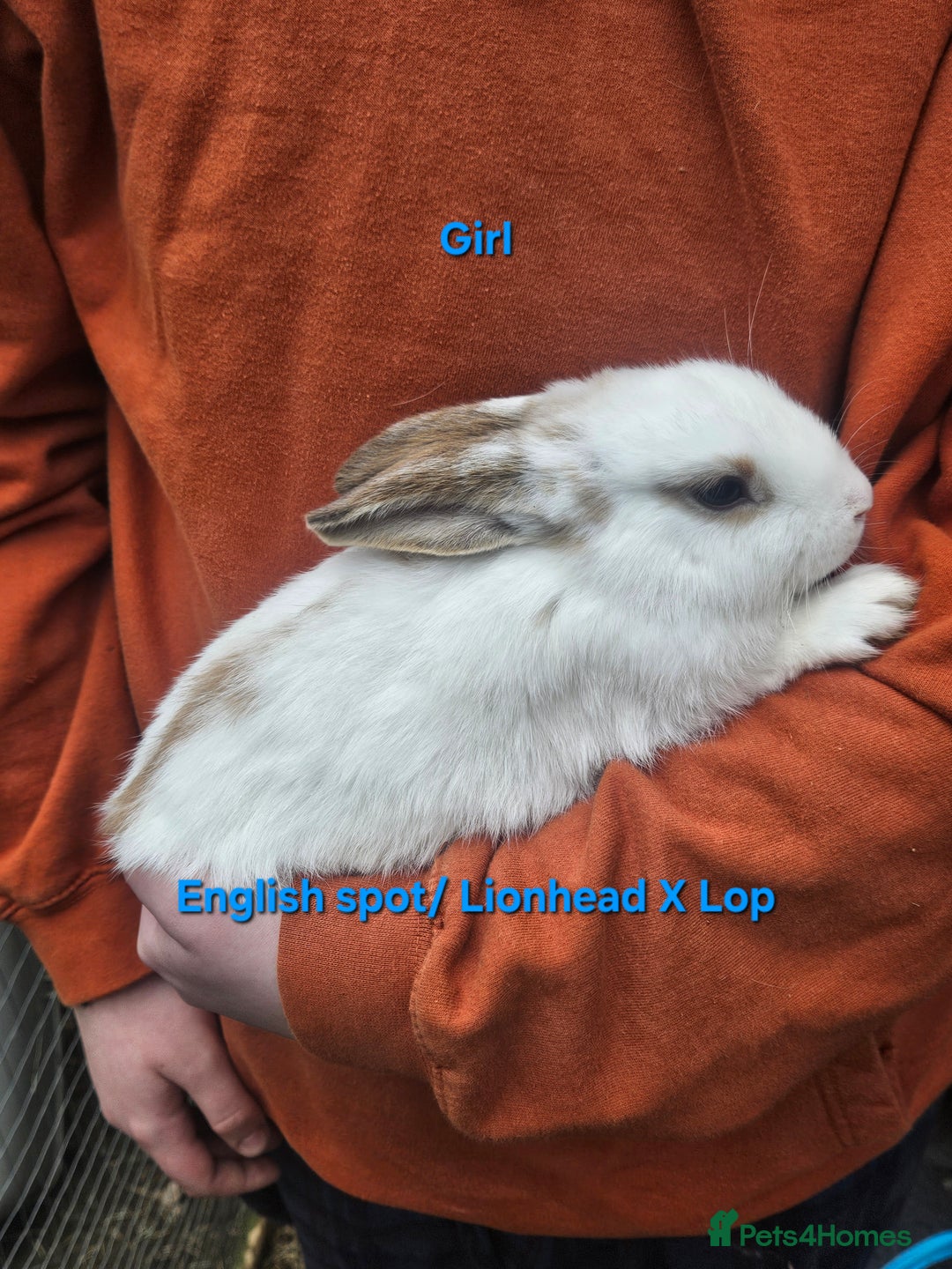 Rex rabbits for sale: Baby Bunny Rabbits  - Image 2