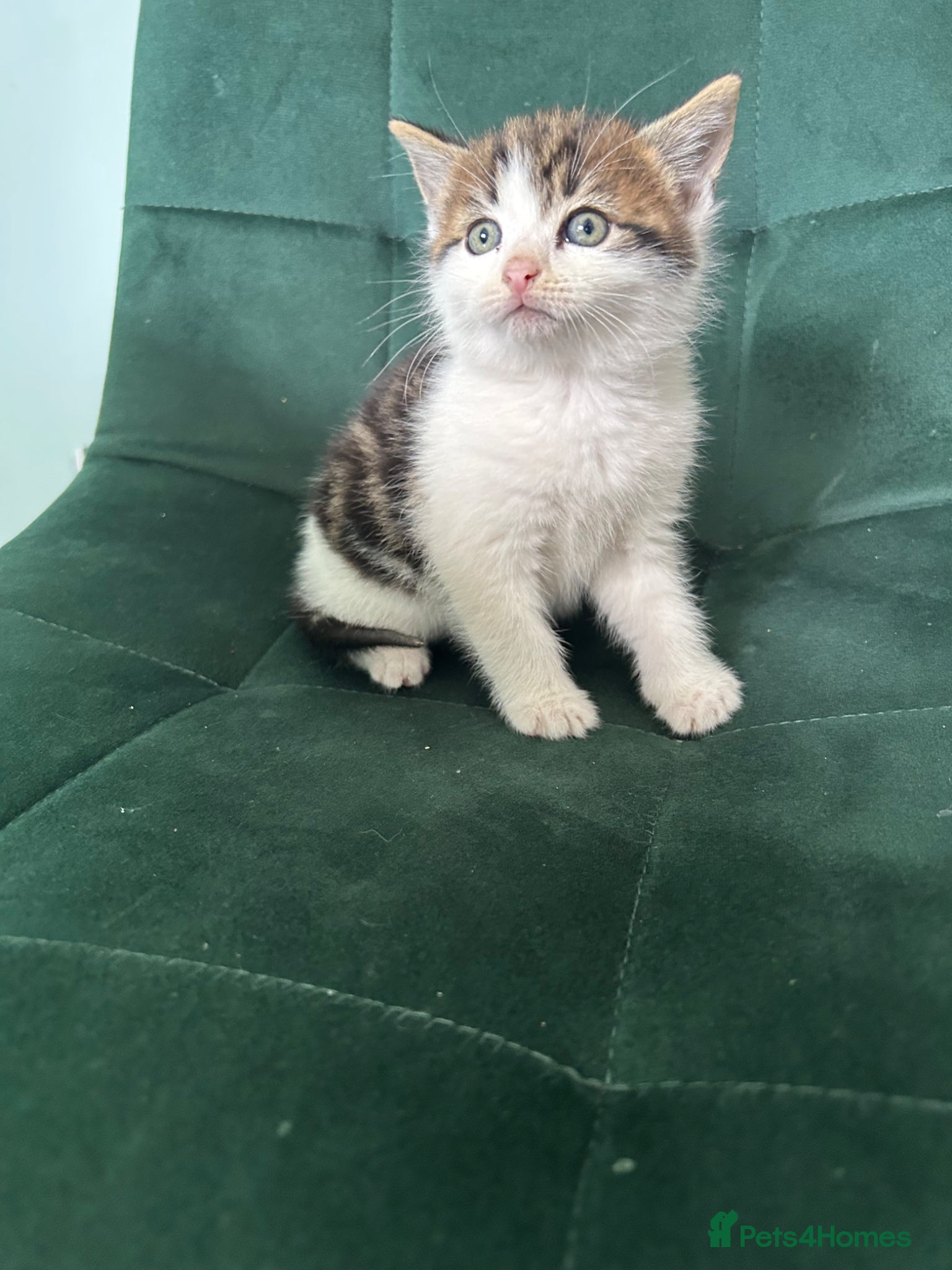 Norwegian Forest Cat cats     Four Adorable Kittens - Advert 3