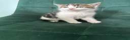Norwegian Forest Cat cats for sale:     Four Adorable Kittens - Advert 8