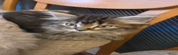 Persian cats for sale: Beautiful dollface persian chinchilla kittens  - Advert 35