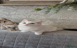 Munchkin cats for sale: Purebred TICA registered Munchkin kittens - Image 28