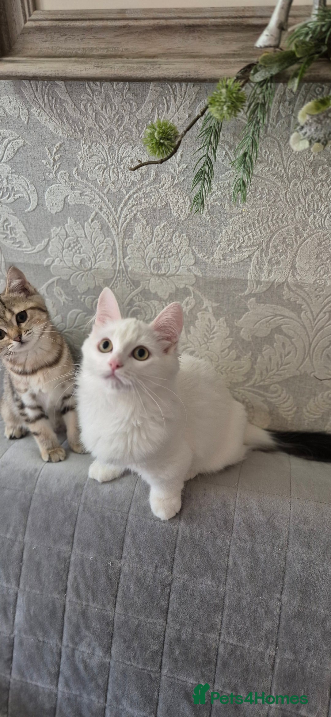 Munchkin cats for sale: Purebred TICA registered Munchkin kittens - Image 28