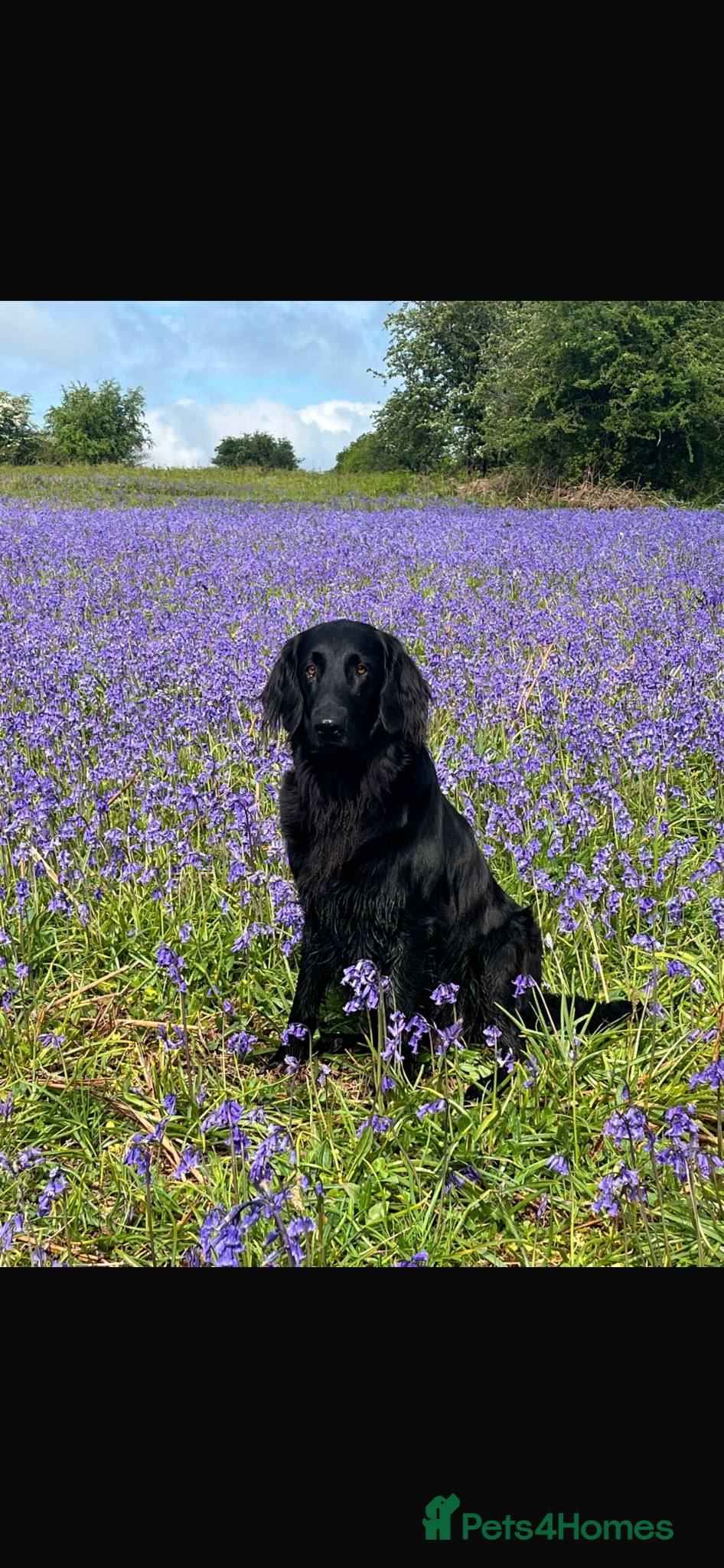Flat coated Retriever dogs Gorgeous flat coat retriever puppies. - Advert 5