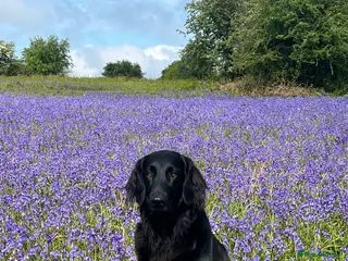Flat coated Retriever dogs Gorgeous flat coat retriever puppies. - Advert 9