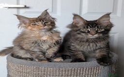 Maine Coon cats for sale: Maine coon kittens, Tica registered  - Image 27
