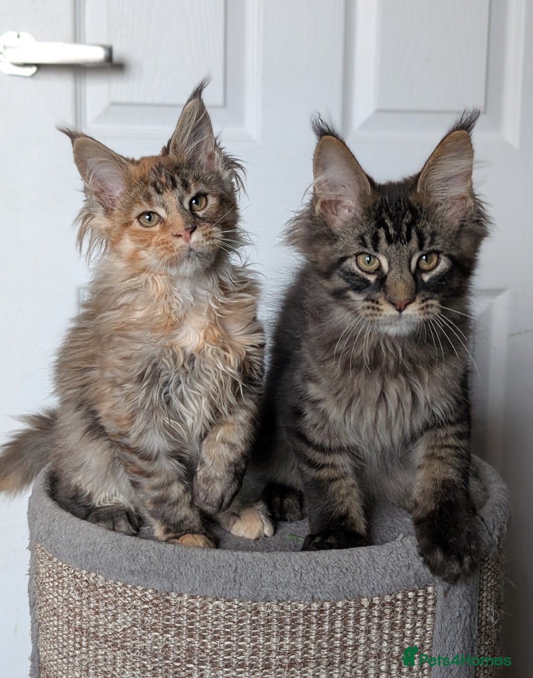 Maine Coon cats for sale: Maine coon kittens, Tica registered  - Image 27