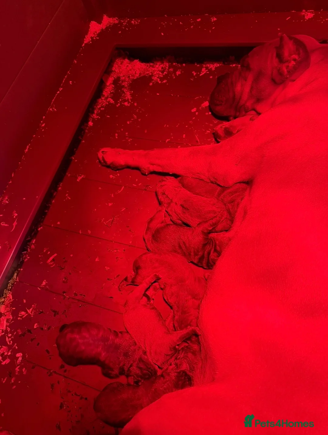 Cane Corso dogs for sale: Cane corso puppies ICCF registered  - Advert 9