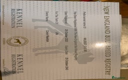 Olde English Bulldogge dogs for sale: Olde English bulldogges generational  - Image 7