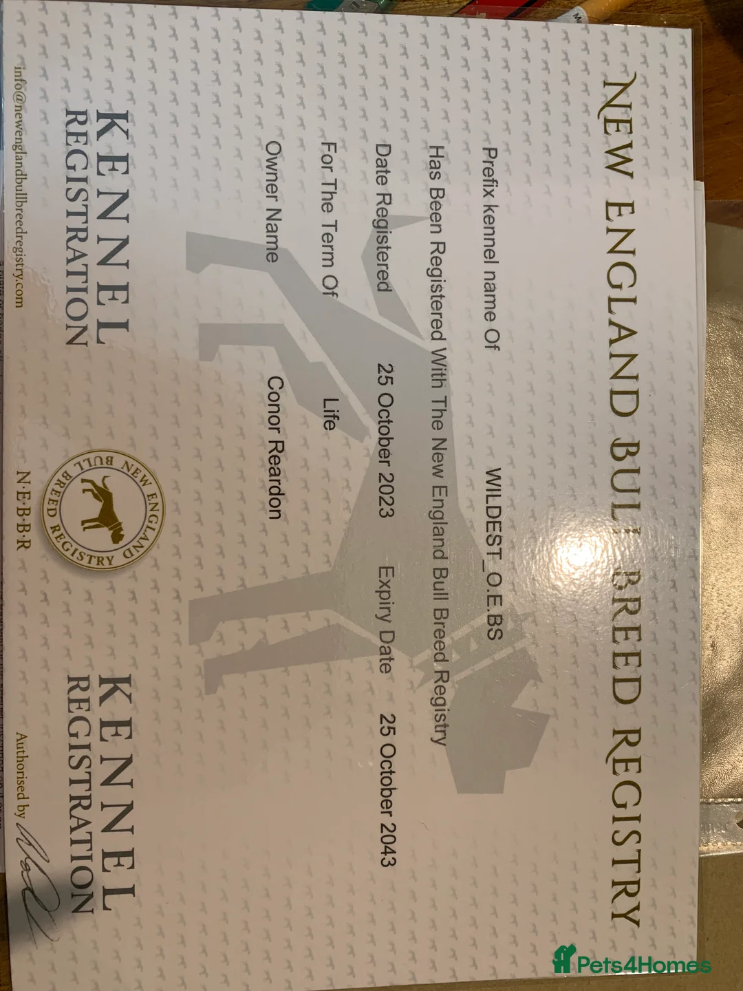 Olde English Bulldogge dogs for sale: Olde English bulldogges generational  - Advert 8