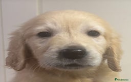 Golden Retriever dogs for sale: KC health checked outstanding temperaments  - Advert 22