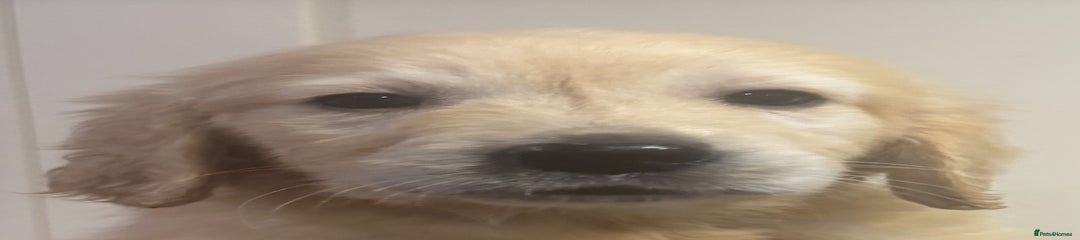 Slightly smaller gold boy