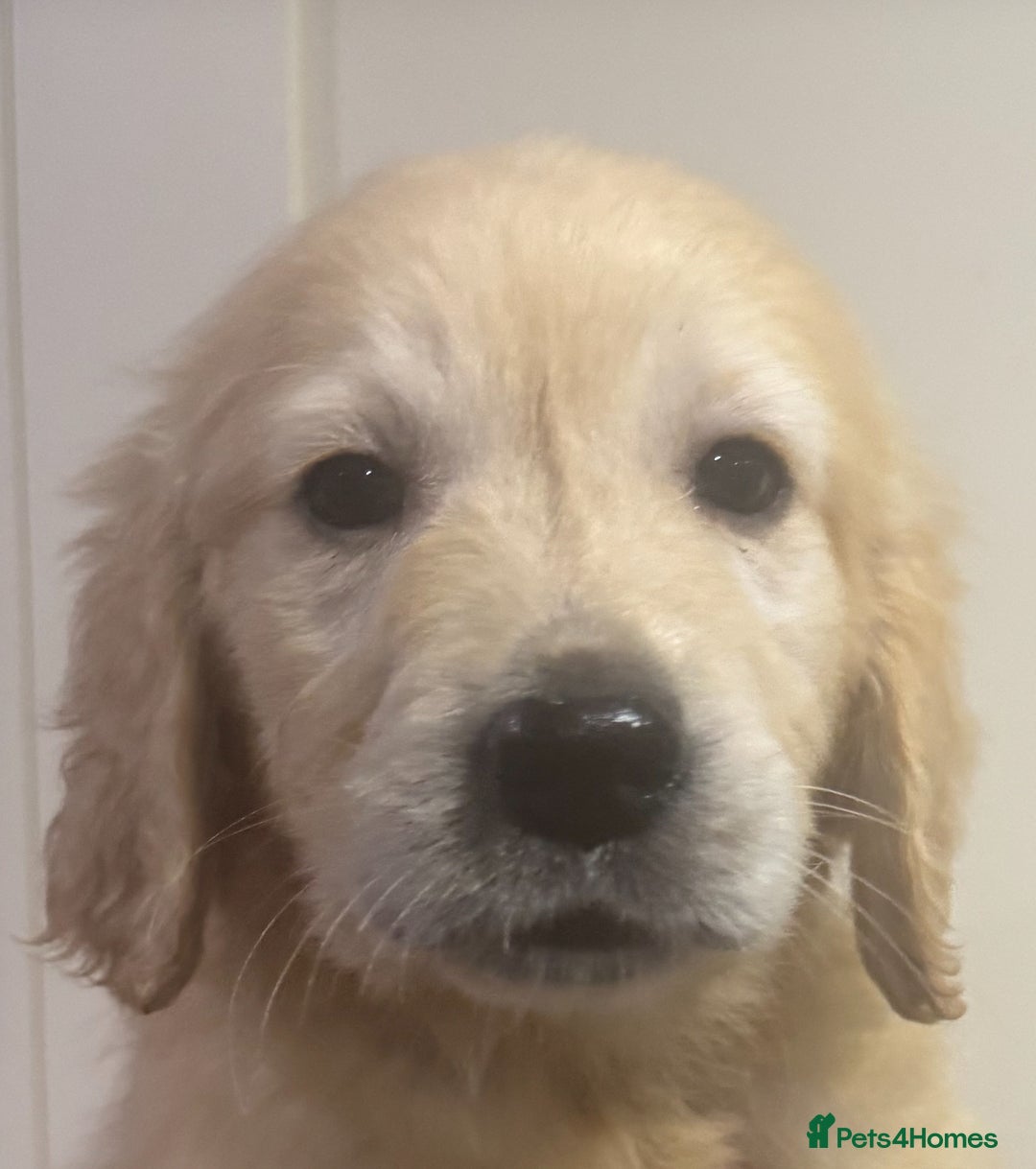 Golden Retriever dogs for sale: KC health checked outstanding temperaments  - Advert 22