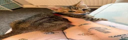 Domestic Shorthair cats for sale: Male tabby kitten for sale  - Advert 9