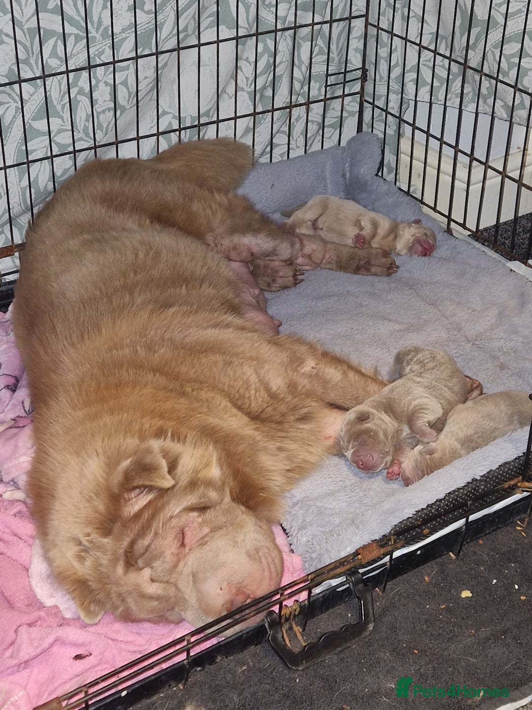 Shar Pei dogs for sale: Male Shar peis - Image 7