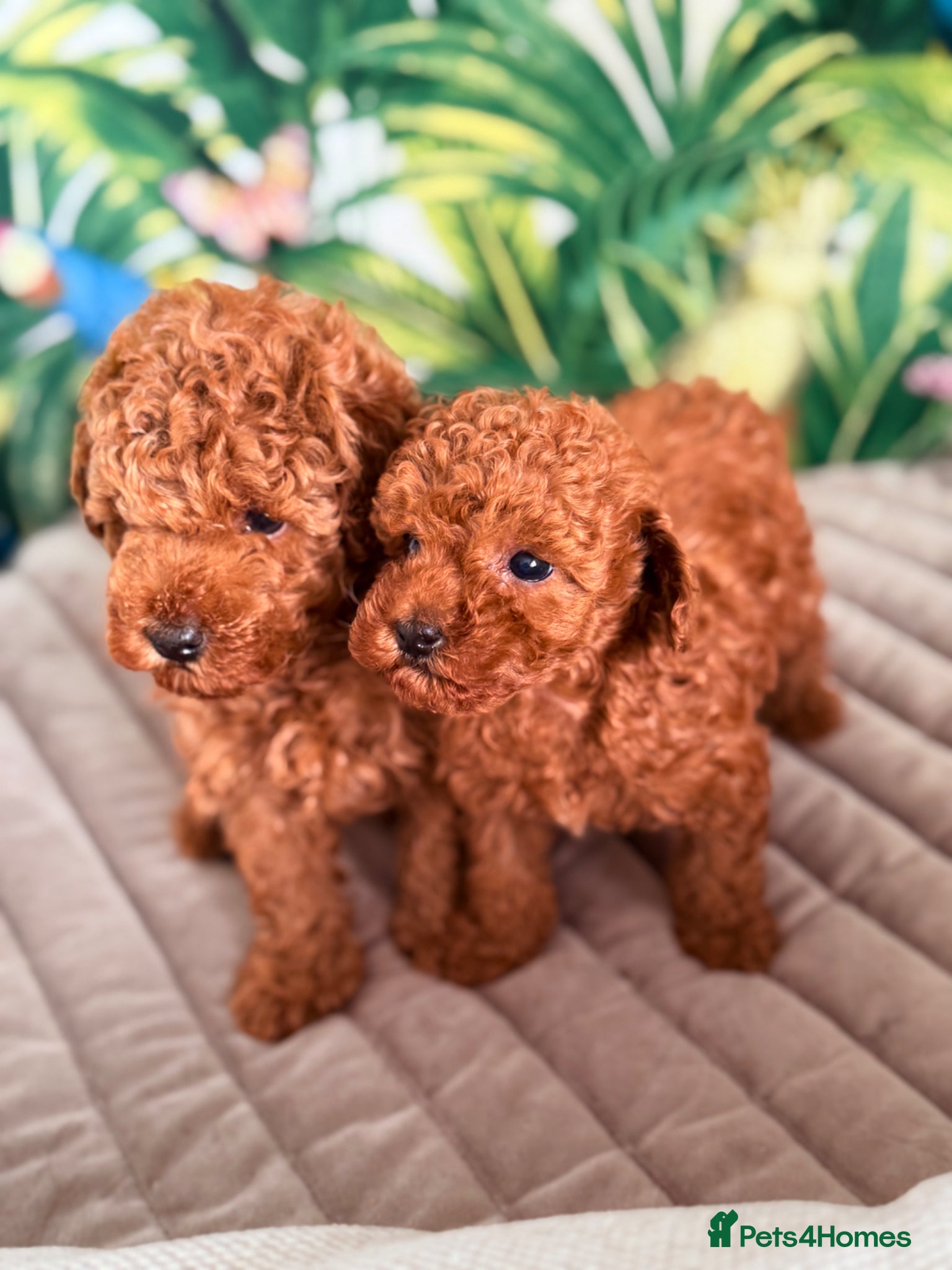Toy Poodle dogs for sale: Beautiful Toy Poodle Available-One Girl & Boy 🐾❤️ - Advert 4