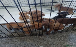 Staffordshire Bull Terrier dogs for sale: Staffs pups (non kc) - Image 9