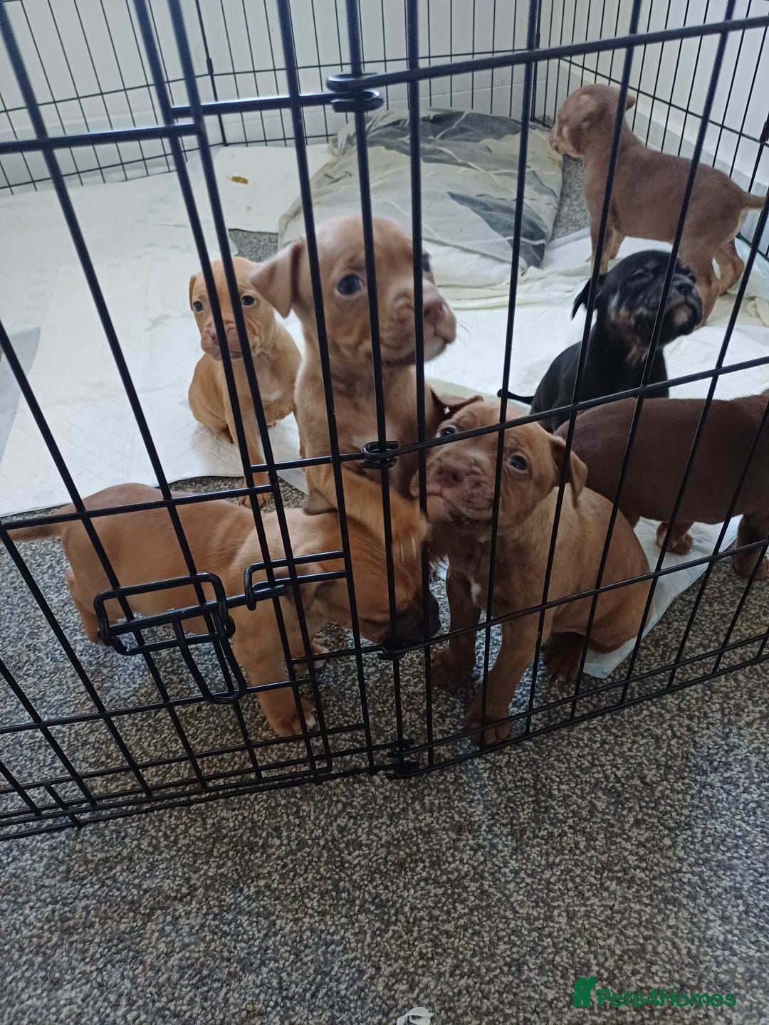 Staffordshire Bull Terrier dogs for sale: Staffs pups (non kc) - Image 9