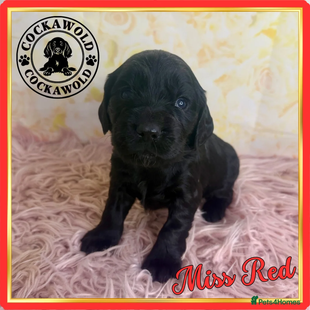 Cocker Spaniel dogs for sale: 🖤 Quality Black RKC Cockers 🖤 Ready Mid March 🖤 - Advert 19