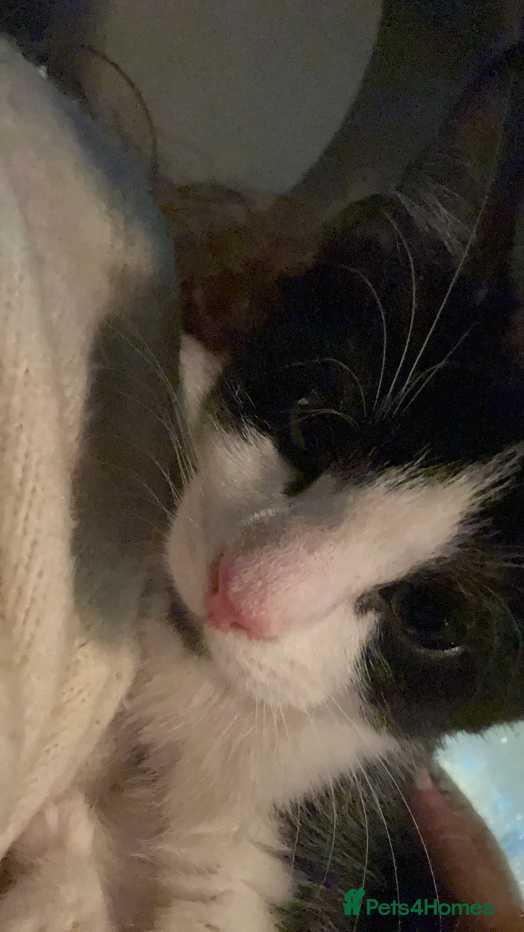 Mixed Breed cats for sale: Gentle Male Kitten (+ litter tray, food, toys…) - Advert 10